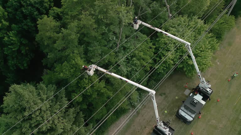 Port Isabel, TX Tree Removal and Landscaping Services Company